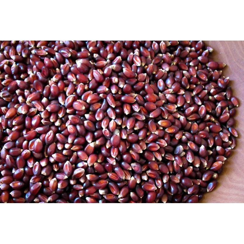 Rancho Gordo Crimson Popcorn - 1 lb.