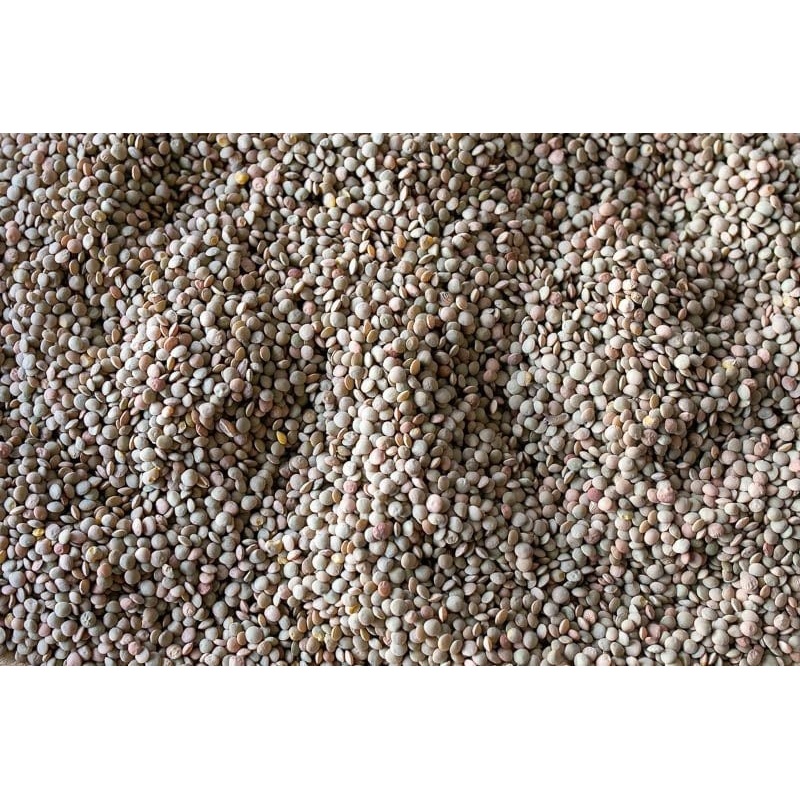 Rancho Gordo Puglia Lentils - 1 lb.